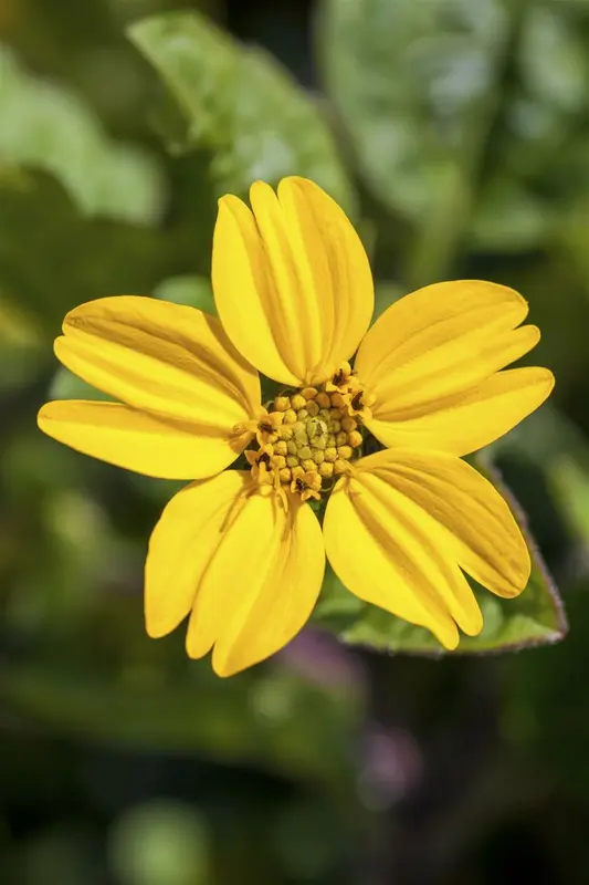 Chrysogonum virg. 'Andre Viette' P9 - afbeelding 2