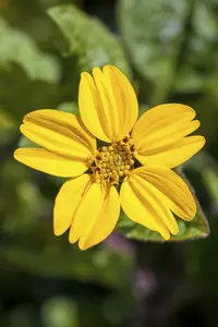 Chrysogonum virg. 'Andre Viette' P9 - afbeelding 2