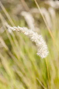melica ciliata P9 - afbeelding 2