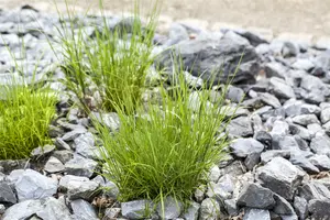 melica ciliata P9 - afbeelding 5