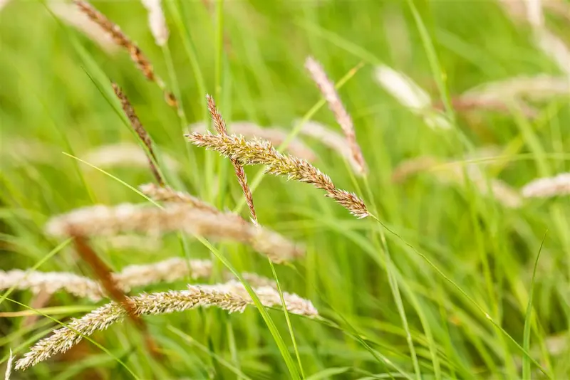 melica ciliata P9 - afbeelding 4
