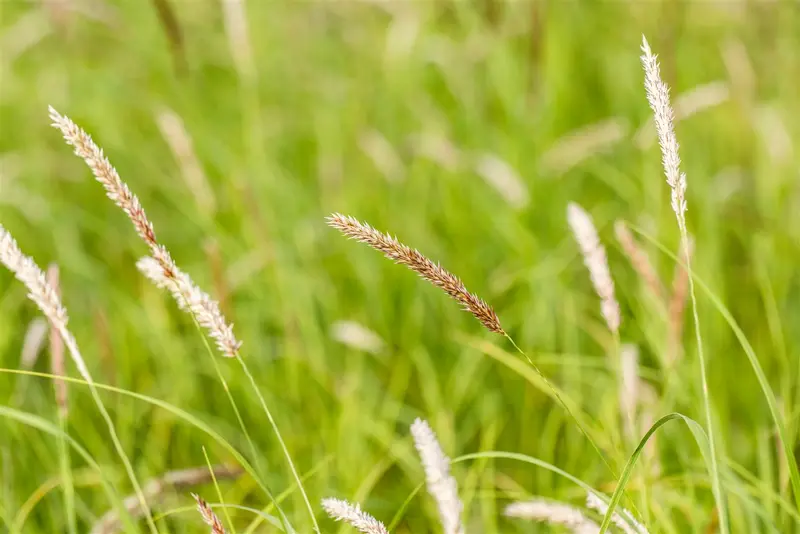 melica ciliata P9 - afbeelding 5