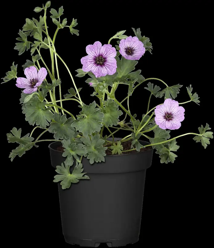 geranium cin. 'subcaulescens' P9 - afbeelding 1