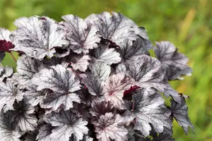 heuchera hybr. 'cinnabar silver'® P9 - afbeelding 4