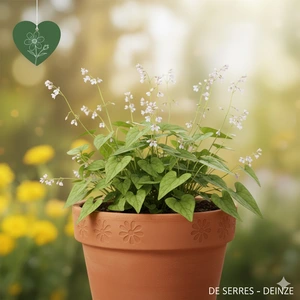 Circaea lutetiana P9