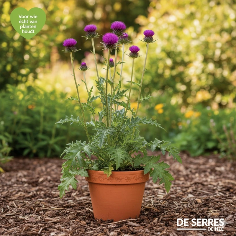 Cirsium rivulare 'Atropurpureum' P9