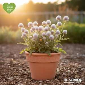 Cirsium rivulare 'Frosted Magic' P9