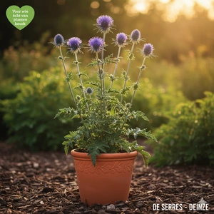 Cirsium rivulare 'Trevor´s Blue Wonder' P9