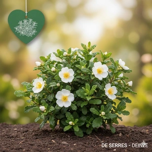 Cistus x corbariensis C (20- 25)