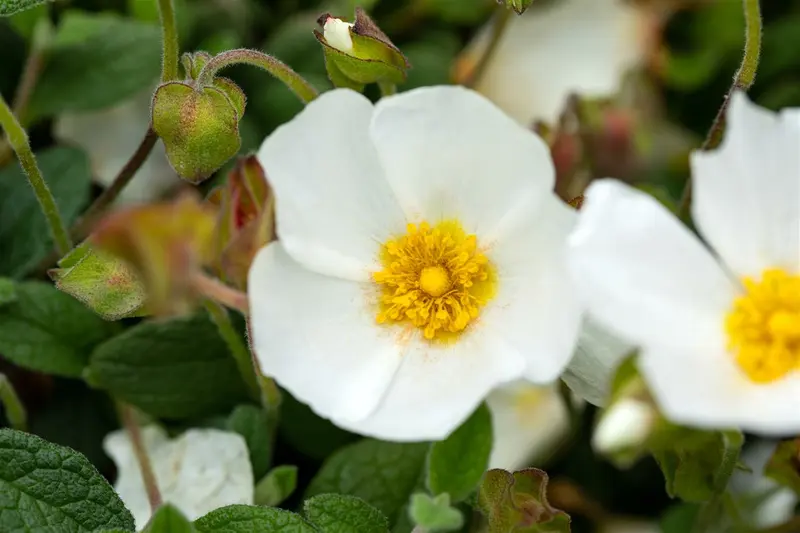 Cistus obtusifolius P9