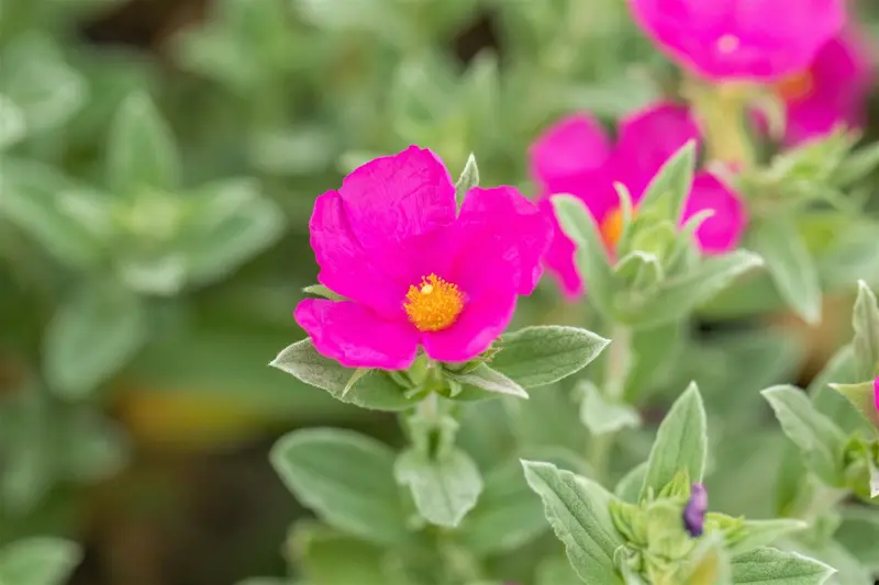 Cistus pulverulentus 'Sunset' 30- 40   C1,3