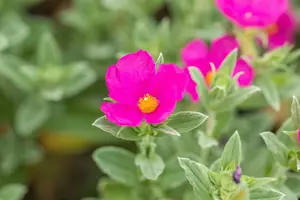 Cistus pulverulentus 'Sunset' 30- 40   C1,3