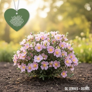 Cistus x skanbergii C (20- 25)