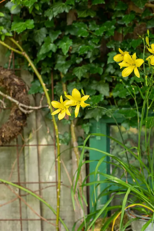 hemerocallis citrina P9 - afbeelding 2