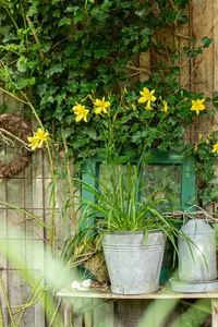 hemerocallis citrina P9 - afbeelding 3