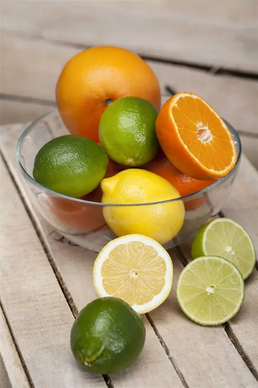 Citrus limon (citroen/citron) OMTR/CIRC.:30/40 H160/+ - afbeelding 4