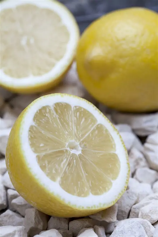 Citrus limon (citroen/citron) OP REK 110X50 C18 - afbeelding 1