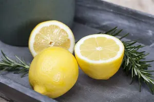 Citrus limon (citroen/citron) STAM/ 50 C7 GEKL. POT - afbeelding 3