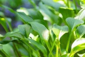 hosta clausa 'normalis' P9