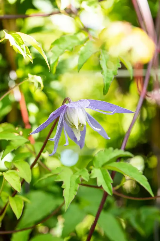 clematis alpina (50- 60cm) - afbeelding 1