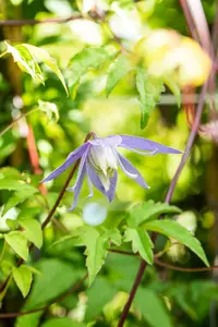 clematis alpina (50- 60cm) - afbeelding 3