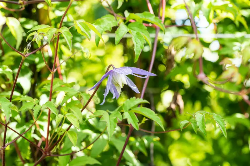 clematis alpina (50- 60cm) - afbeelding 2