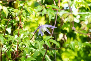 clematis alpina (50- 60cm) - afbeelding 2