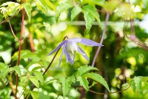 clematis alpina (50- 60cm) - afbeelding 3