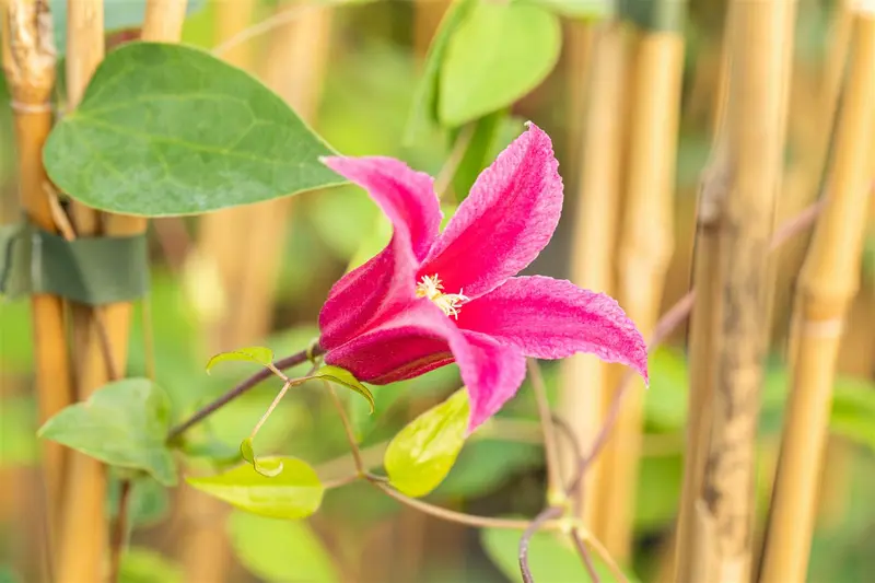 Clematis alpina 'Ruby' 50- 60 C