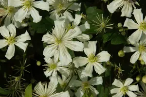 clematis armandii (50- 60cm)