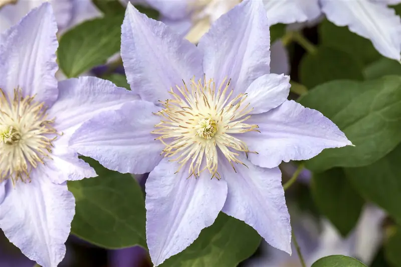Clematis 'Bernadine'® OP REK P15
