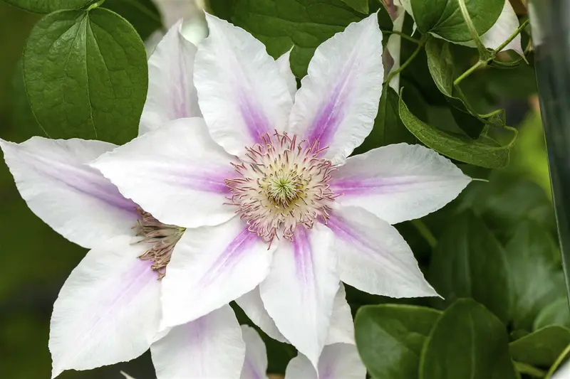 Clematis 'Corinne'® OP REK P15
