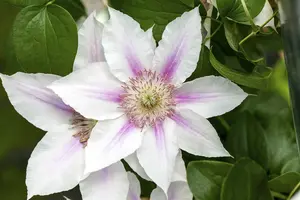 Clematis 'Corinne'® OP REK P15