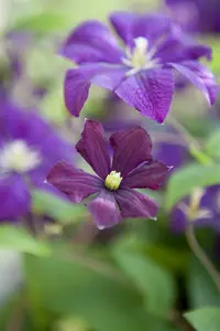 Etoile Violette - afbeelding 5