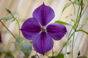 Etoile Violette - afbeelding 5