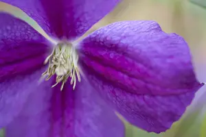 Etoile Violette - afbeelding 2