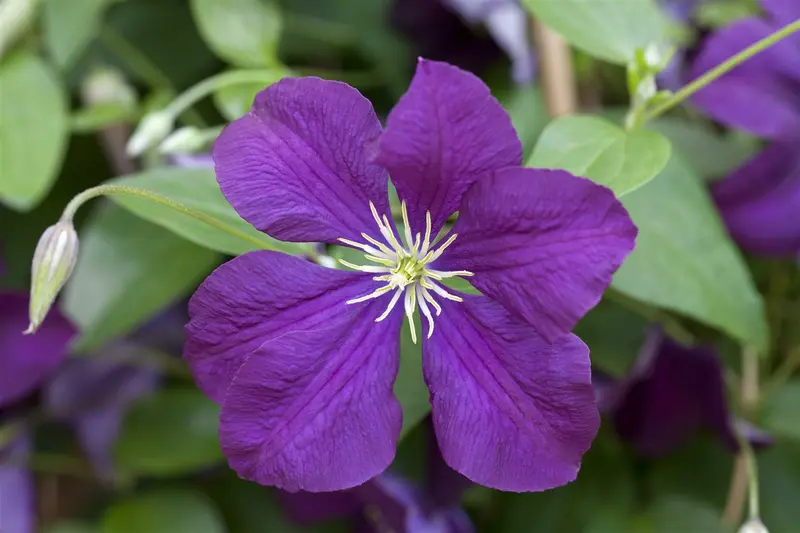 Etoile Violette - afbeelding 3
