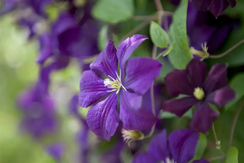 Etoile Violette - afbeelding 4