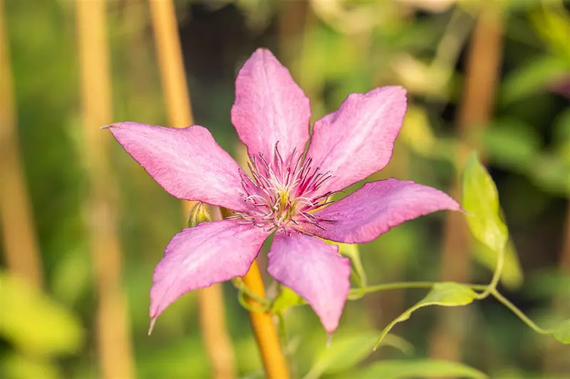 Clematis 'Giselle'® OP REK P15 - afbeelding 1