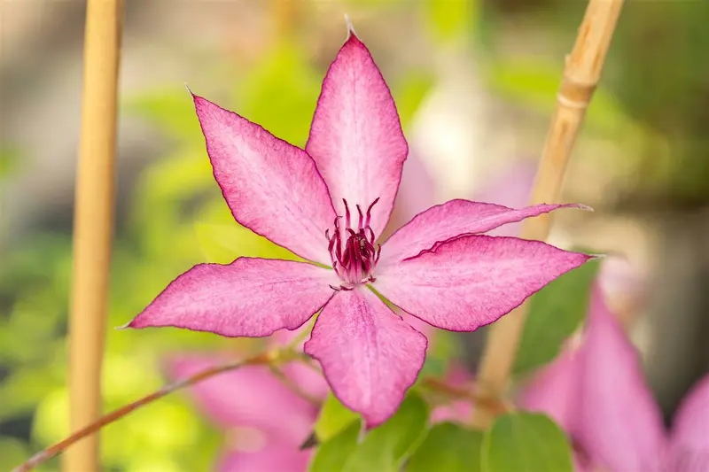 Clematis 'Giselle'® OP REK P15 - afbeelding 2