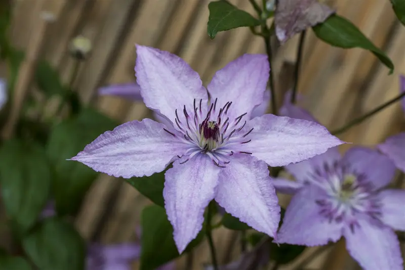 Hagley Hybrid - afbeelding 1