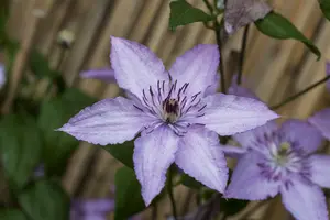 Hagley Hybrid - afbeelding 5