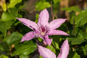 Hagley Hybrid - afbeelding 3