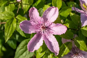 Hagley Hybrid - afbeelding 5