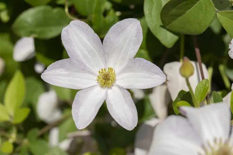 Clematis hybr. 'Huldine' 50- 60   C