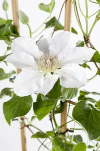 Clematis - afbeelding 4