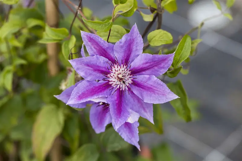 Clematis - afbeelding 2