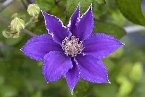 Clematis - afbeelding 3