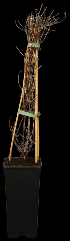 Clematis - afbeelding 1