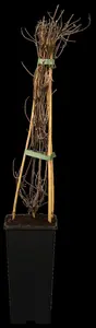 Clematis - afbeelding 5